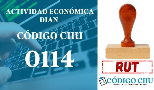 actididad economica 0114 ciiu dian rut