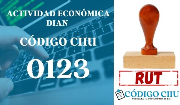 actididad economica 0123 ciiu dian rut