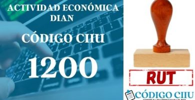 actididad economica 1200 ciiu dian rut